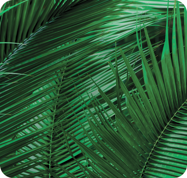 Liście palmowe